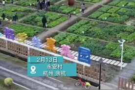 杭州掀起“共享菜园”风，你愿意当“园主”吗？图片