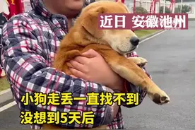 走丢5天的狗子脚卡捕兽夹跑回家图片