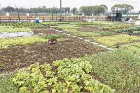 共享农场租金高达万元上海白领热衷租地种菜图片