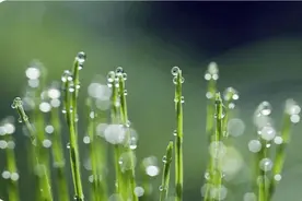 哪些人适合贴三伏贴？错过三伏还能贴吗？图片