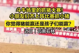 斗牛场里的抓猪大赛 小朋友们齐上阵比赛抓小猪图片