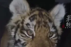 女子房间半夜惊现小老虎？饲养员：老虎生病感冒了求贴贴图片