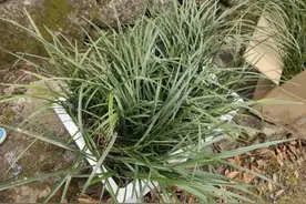 “我从山中来，带着兰花草”，违法！图片
