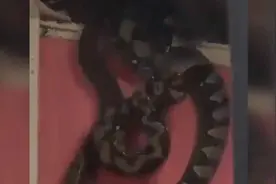 居民家卧室上方藏有两条巨蟒，敲破天花板所有人都被吓了一跳视频封面