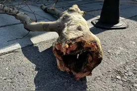 杭州体育场路梧桐断枝砸中网约车，辖区绿化办：连日阴雨，分叉处内部老化腐蚀图片
