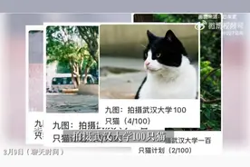 武大学生拍摄校园100只猫：记录小猫的照片，就像在记录一届届珞珈山下的学子图片