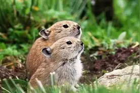 高原鼠兔，来自青藏高原的“兔”朋友图片