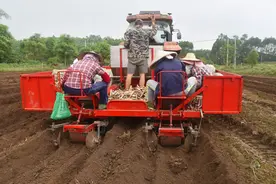 南宁糖业：春耕种蔗正当时图片
