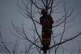 果然视频|小猫被困十米高树顶，消防搭梯救援图片