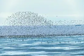 飞鸟聚集、撞树是地震前兆吗？图片