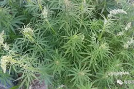 揭秘毒品真相9-大麻之问图片