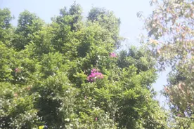 在北方很名贵的三角梅，在海南就是闲花野草般的存在图片