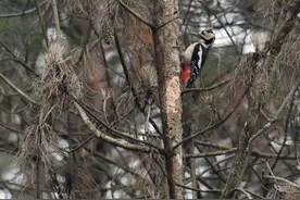 永安天宝岩保护区首次拍摄到大斑啄木鸟图片