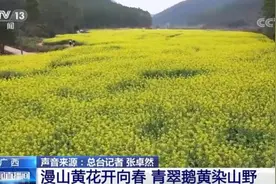 油菜花朝气蓬勃惹人爱 雨水前后报春来图片