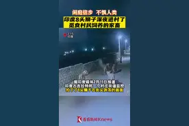 引发村民恐慌！印度8头狮子深夜进村了图片