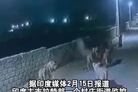 引发村民恐慌！印度8头狮子深夜进村了图片