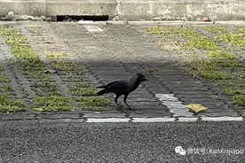 新加坡乌鸦现在越来越无法无天了，公园局告诉你该怎么对付它图片