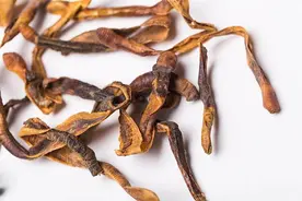 专家提醒：蚯蚓药用功效不宜夸大，合理使用注意禁忌图片