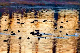 北京小清河与刺猬河交界处，上千只白骨顶鸡“安家”图片