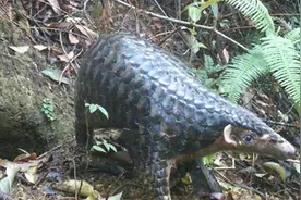 世界穿山甲日 | “森林卫士”穿山甲现在还好吗？图片