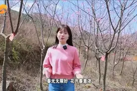 安溪虎邱镇：百亩樱花迎春绽放图片