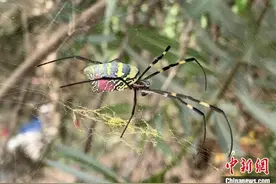 西南大学成功绘制全球首张蛛丝形成机制分子细胞图谱图片