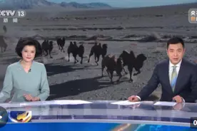 特写 野骆驼科考 在“生命禁区”寻踪“沙漠之王”图片