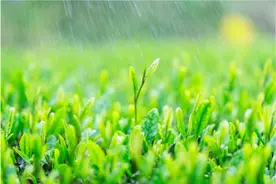 温度记丨雨水节气广州并无雨，街头木棉花悄然绽放图片