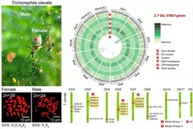 人工制造蛛丝？西南大学绘制出蛛丝形成机制分子细胞图谱图片