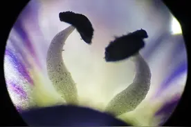 “雨水”来草木苏，小野花里大有乾坤图片