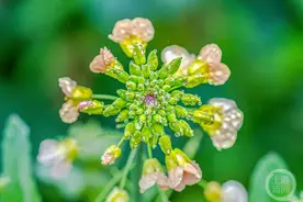 好雨知时节图片