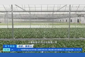 你好，新农人丨从3元到3角，蔬菜自动栽培生产成本降低90%！未来种菜太炫酷→图片