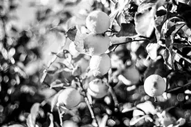 与柠檬有关的爱与心碎图片