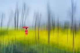 青未了 | 温保民专栏：嫁衣图片