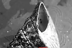 海南周刊 | 古代的螺贸易：小螺壳里有“乾坤”图片