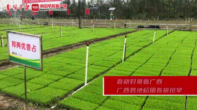 组图：春耕好景看八桂！广西各地稻田春耕抢早图片