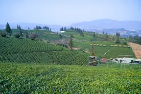 普安：茶山上的“四朵金花”越开越艳图片