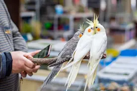 视频｜连续报告“鹦鹉热”病例 两地疾控提醒图片