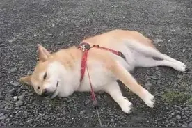 变丑的原因找到了：张嘴呼吸！“口呼吸贴”真的有用吗？图片