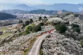 春风十里不如“李” 万亩李花悄然盛放图片