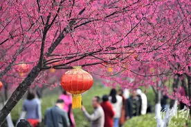 樱花烂漫醉游人图片