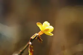 组图｜春天来了！迎春花开满枝头图片