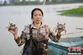 沃野千里“玫瑰”铿锵 湖南种粮大户肖建青田园追梦图片