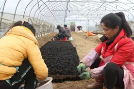 贵州大方：春耕备耕忙，特色产业助力乡村振兴图片