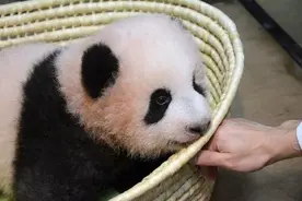 在日本堪比顶流明星的大熊猫“香香”即将回国，“滚滚”还在哪些国家圈粉？图片