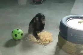 小猩猩“推草”是因受虐？权威调查有结果图片