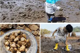 什么时间赶海最合适？下海前要看潮汐表图片