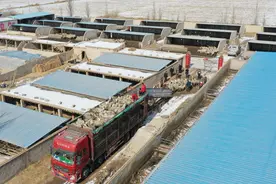 新华全媒＋|梁“场长”的羊生意开张了！图片