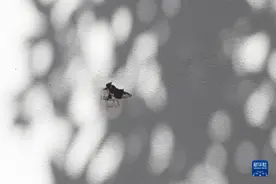 美国新奥尔良狂欢节发生枪击事件1死4伤图片