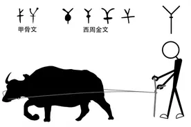 汉字历史——抽象篇（干）图片